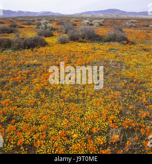 USA, California, Tehachapi Berge, Landschaft, Vegetation, Mohn, Lancaster, Gorman, Berge, Hügel, Natur, Aussicht, keiner, menschenleer, Panorama, Pflanzen, Blumen, Sträucher, Mohn, hell, übermäßig, Blüte, Blüten, Blumenwiese, Blumenteppich, goldene Mohn, Orange, Entfernung, Himmel, Wiese, Frühling, Sommer, Jahreszeiten, sanft, malerisch, atmosphärisch, Symbol, zeichnen einen tiefen Atemzug, erwachen, Idylle, Ruhe, Schönheit, Stille, unberührte, Wachstum, Horizont, Flora, Lebensraum, Breite, Stockfoto