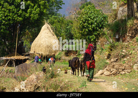 Lokale Frau führenden Rinder auf der Annapurna Umrundung zwischen Lili bhir und ghermu. Stockfoto