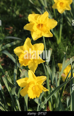 Narzissen Stockfoto