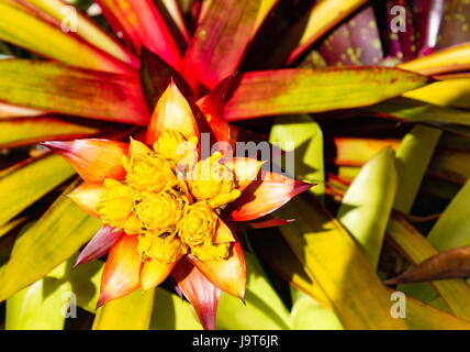 Bromelie in Blüte Stockfoto