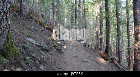 Wanderweg in einem Nadelwald, in der Nähe von Portland Oregon Stockfoto