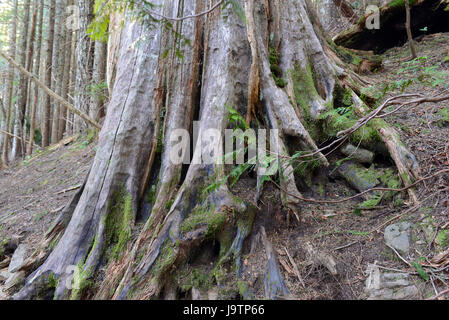 Wanderweg in einem Nadelwald, in der Nähe von Portland Oregon Stockfoto