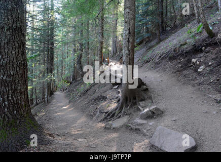 Wanderweg in einem Nadelwald, in der Nähe von Portland Oregon Stockfoto