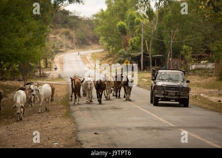 Ein LKW teilt sich die Straße mit einer Herde von Rindern in El Sauce Landgemeinde, Léon Abteilung, Nicaragua. Stockfoto