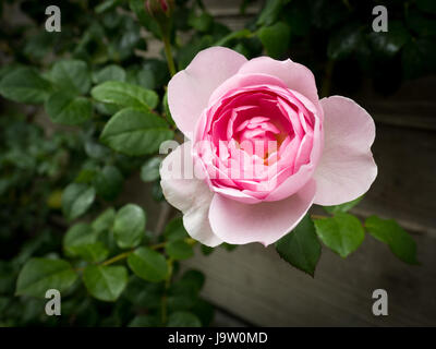 Einsame rosa Rose mit Laub im Hintergrund Stockfoto