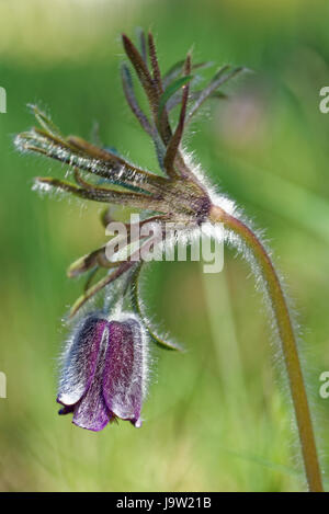 Pulsatilla Pratensis (kleine Kuhschelle) ist eine Art der Gattung Pulsatilla. Stockfoto