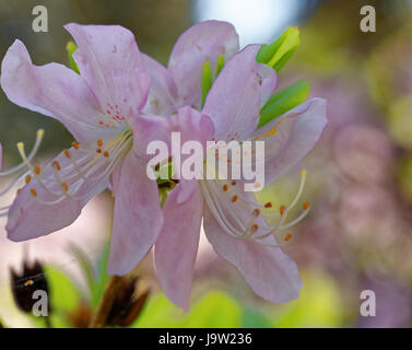 Rhododendron Schlippenbachii, die königliche Azalee ist eine Art von Rhododendron in der koreanischen Halbinsel heimisch und angrenzenden Regionen der Mandschurei (Liaonin Stockfoto