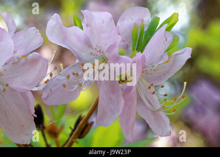 Rhododendron Schlippenbachii, die königliche Azalee ist eine Art von Rhododendron in der koreanischen Halbinsel heimisch und angrenzenden Regionen der Mandschurei (Liaonin Stockfoto