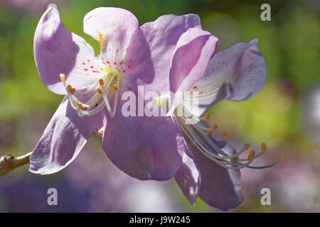 Rhododendron Schlippenbachii, die königliche Azalee ist eine Art von Rhododendron in der koreanischen Halbinsel heimisch und angrenzenden Regionen der Mandschurei (Liaonin Stockfoto