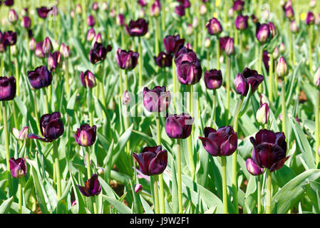 Tulpe "Paul Scherer" Stockfoto