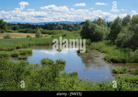 La petite Camargue alsacienne Stockfoto