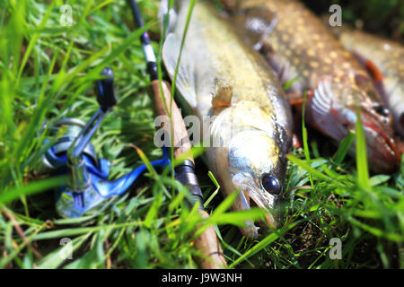 Angeln-Szene. Großer Zander Nahaufnahme. Soft-Fokus. Stockfoto