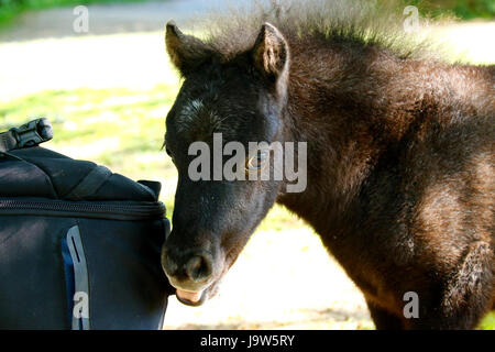 Mini Pony Play Time für dieses winzige Skewbal Pferd Stockfoto
