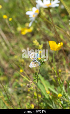 Männliche und weibliche gemeinsame blaue Schmetterlinge Paarung Stockfoto