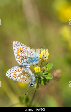 Männliche und weibliche gemeinsame blaue Schmetterlinge Paarung Stockfoto