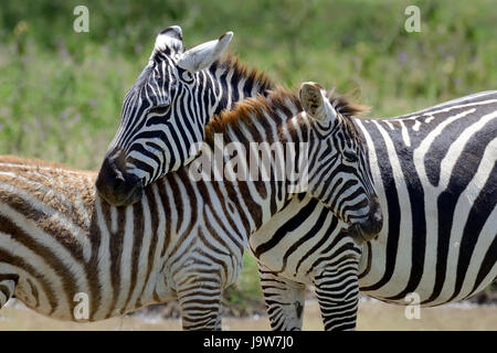 Zebra auf Grünland im Nationalpark Afrikas Stockfoto
