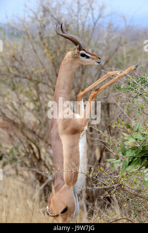 Gerenuk stehen aufrecht bis erreichen lässt, Nationalpark in Kenia, Afrika Stockfoto