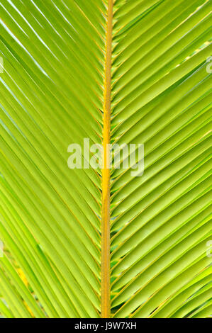 Linien und Strukturen des grünen Palmblätter Stockfoto