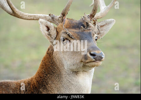Schließen Sie Hirsche in der natürlichen Umgebung im Herbst Stockfoto