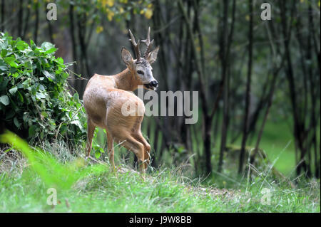 Junges Reh im Sommer Wald Stockfoto