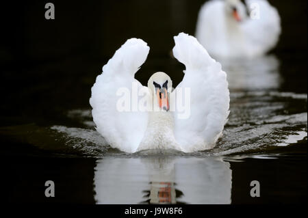 Schwan, Baden im See Stockfoto