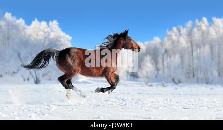 Pferd läuft Galopp auf dem Winter-Feld Stockfoto