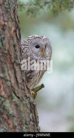 Habichtskauz (Strix Uralensis), sitzen auf Stamm, Böhmerwald, Tschechien Stockfoto