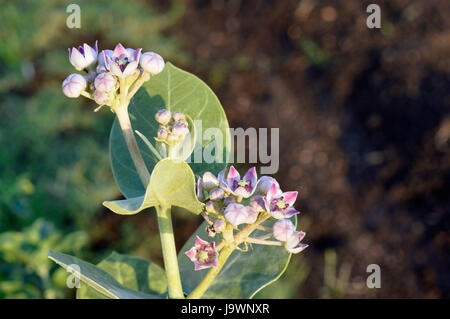 Rosa und weiße Blüten auf Sodom Apple Pflanze, Calotropis Procera in der Nähe von Pune, Maharashtra. Stockfoto