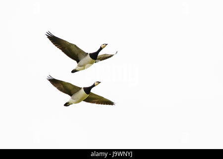 Zwei Weißwangengans (Branta Leucopsis), während des Fluges, Langeoog, Ostfriesland, Niedersachsen, Deutschland Stockfoto