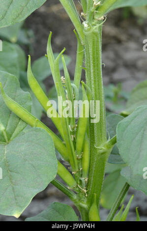 Cluster-Bean oder Guar Bohnen, Cyamopsis Tetragonoloba, Pune, Maharashtra. Stockfoto