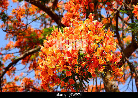 Gulmohar Blumen, Delonix Regia in der Nähe von Pune, Maharashtra. Stockfoto