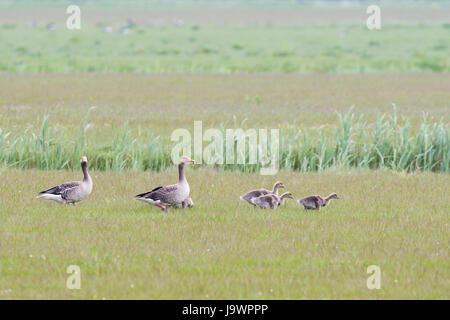 Graugans Gänse (Anser Anser) mit Küken, zu Fuß in Feld, Texel, Nordholland, Niederlande Stockfoto