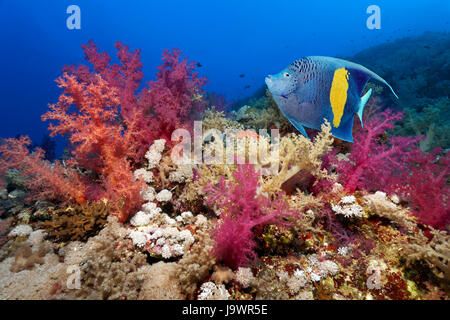 Halfmoon-Kaiserfisch (Pomacanthus Maculosus) schwimmen über Korallenriff mit vielen Weichkorallen (Dendronephthya Klunzingeri), rot Stockfoto