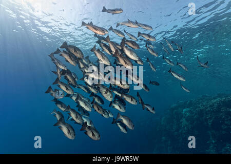 Schwarz / weiß-Schnapper (Macolor Niger) schwimmen über Korallenriff, Rotes Meer, Ägypten Stockfoto