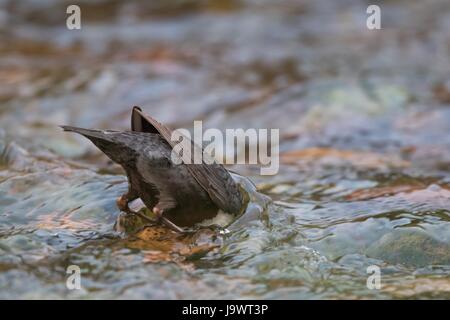 Jagd weißes-breasted Wasseramseln (Cinclus Cinclus), Tauchen, Nahrungssuche, Hessen, Deutschland Stockfoto