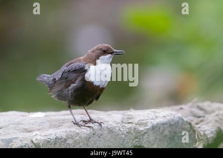 Weißer-breasted Wasseramseln (Cinclus Cinclus) stehend auf Stein, Hessen, Deutschland Stockfoto