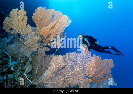 Taucher suchen in großen Gorgonien Fan (Annella Mollis), Weichkorallen, Rotes Meer, Ägypten Stockfoto