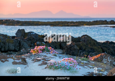 Rosa Sparsamkeit am Strand von Langamull, Mull mit den Bergen von Rum in der Ferne, Schottland Stockfoto