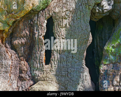 Der Stamm der großen Eiche, Löcher durch das Zentrum des Baumes zeigen Stockfoto