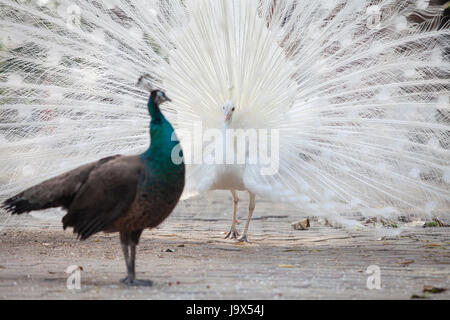 Peacock umwerben Ritual, schaut Pfauenhennen männlich Stockfoto