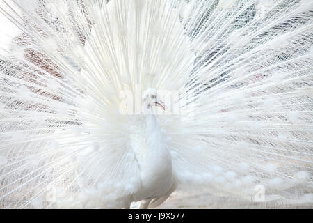 Porträt der weiße Pfau während der Balz Stockfoto