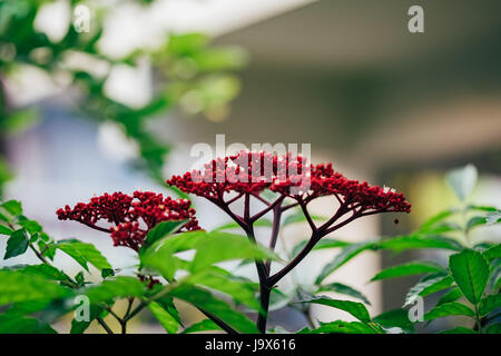 Roten Leea Rubra Pflanze Stockfoto