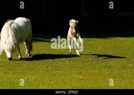 Mini Pony Play Time für dieses winzige Skewbal Pferd Stockfoto