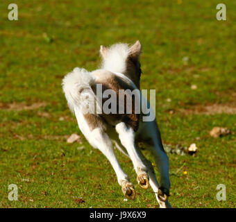 Mini Pony Play Time für dieses winzige Skewbal Pferd Stockfoto