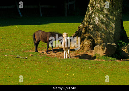 Mini Pony Play Time für dieses winzige Skewbal Pferd Stockfoto