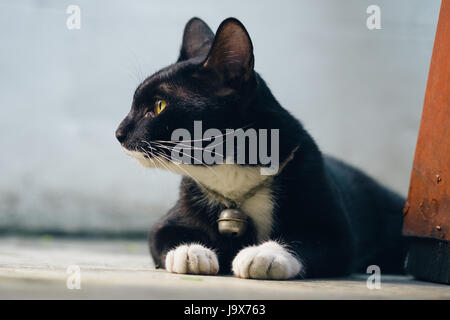 Schwarze Katze, die sitzt auf dem Betonboden Stockfoto