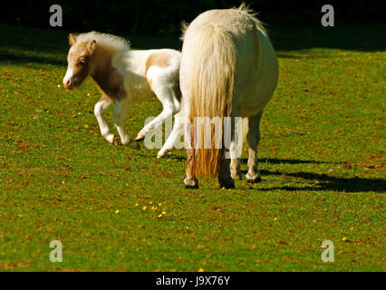 Mini Pony Play Time für dieses winzige Skewbal Pferd Stockfoto