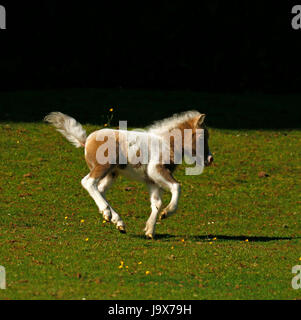 Mini Pony Play Time für dieses winzige Skewbal Pferd Stockfoto