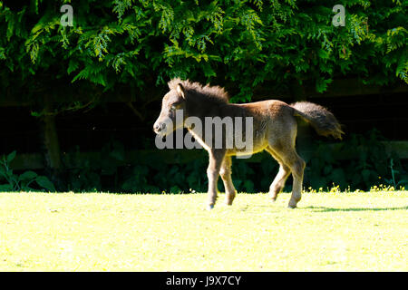 Mini Pony Play Time für dieses winzige Skewbal Pferd Stockfoto