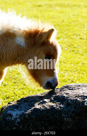 Mini Pony Play Time für dieses winzige Skewbal Pferd Stockfoto